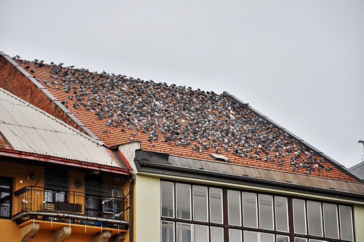 A2B Pest Control are able to install spikes to deter birds from roofs in Peterlee. 
